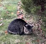 Grey and Black Found Cat