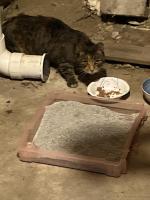 Found Cat December 27, 2024