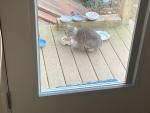 Found Cat December 30, 2025