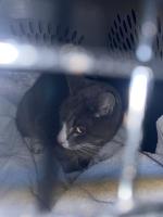 Found Cat March 16, 2026