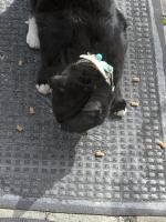 Found Cat March 27, 2025