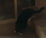 Found Cat 9-22-23