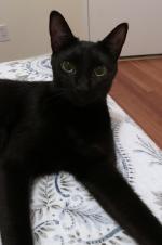 Missing Black Cat