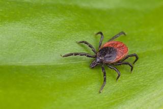 Tick Season Is Here: Take Steps to Protect Yourself