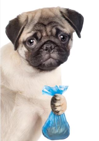 Dog with waste bag