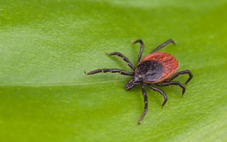 Tick Season Is Here: Take Steps to Protect Yourself